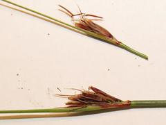 Schoenus graminifolius