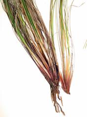 Schoenus graminifolius