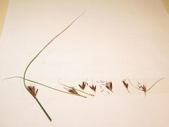 Schoenus graminifolius