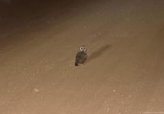 Asio capensis capensis