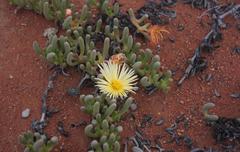 Cephalophyllum inaequale