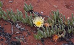Cephalophyllum inaequale