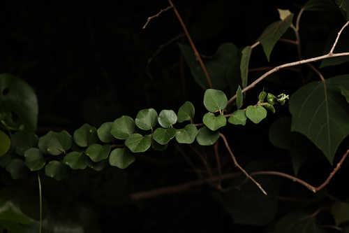 Xylosma congesta iNat (1)