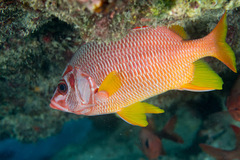 Sargocentron spiniferum