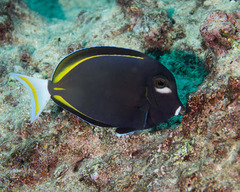 Acanthurus nigricans