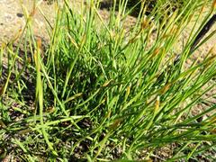 Hypodiscus willdenowia