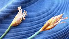 Hypodiscus willdenowia