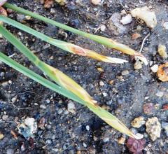 Hypodiscus willdenowia