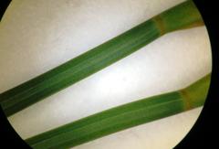 Hypodiscus willdenowia