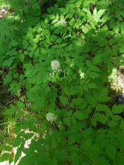 Actaea erythrocarpa