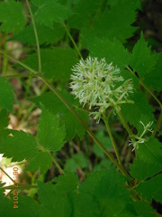 Actaea erythrocarpa