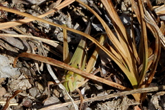 Froggattina australis