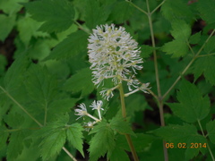 Actaea erythrocarpa
