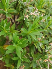 Pimelea gnidia