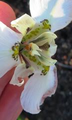 Moraea cantharophila