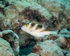 Canthigaster coronata