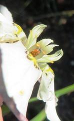 Moraea cantharophila