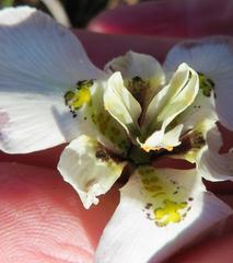 Moraea cantharophila