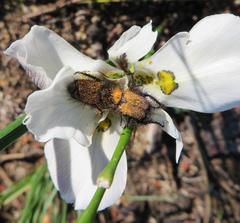 Moraea cantharophila