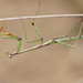 Australian Stick Mantis - Photo (c) Reiner Richter, some rights reserved (CC BY-NC-SA), uploaded by Reiner Richter