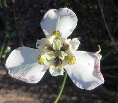 Moraea cantharophila
