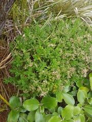 Pimelea gnidia