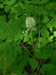 Actaea erythrocarpa