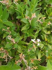 Pimelea gnidia