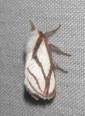 Parapluda invitabilis