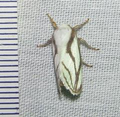 Parapluda invitabilis