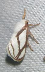 Parapluda invitabilis