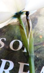 Aristea cantharophila