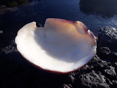 Semele decisa