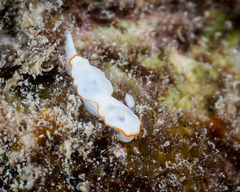 Goniobranchus verrieri