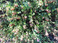 Hermannia ternifolia