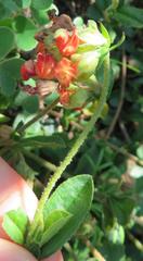 Hermannia ternifolia