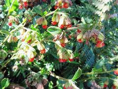 Hermannia ternifolia