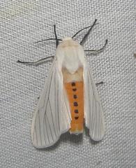 Ustjuzhania lineata