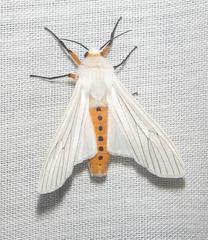 Ustjuzhania lineata