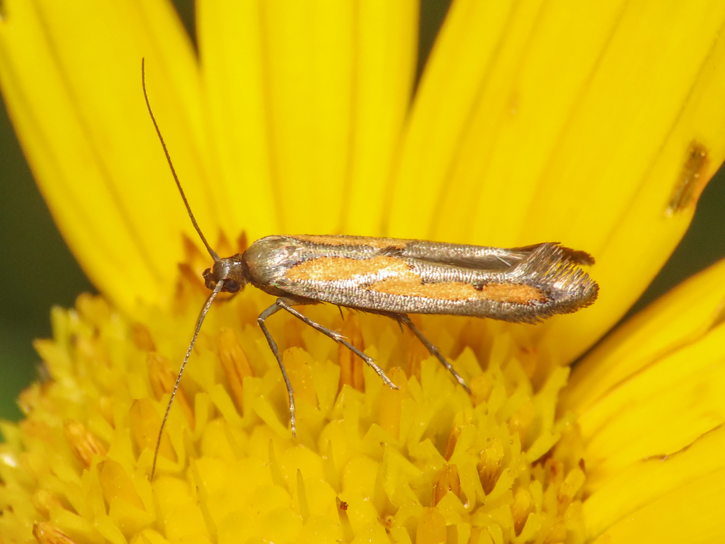 Ochromolopis ictella