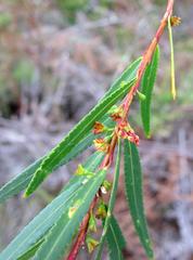 Empleurum unicapsulare