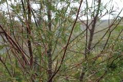 Empleurum unicapsulare