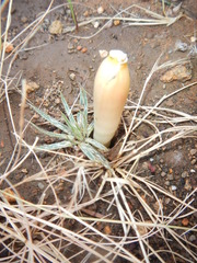 Gethyllis longistyla