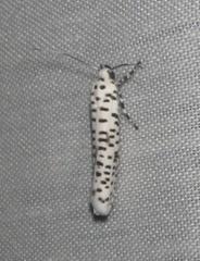 Yponomeuta strigillatus