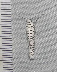 Yponomeuta strigillatus