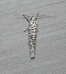 Yponomeuta strigillatus