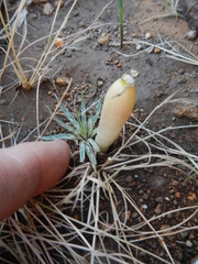 Gethyllis longistyla