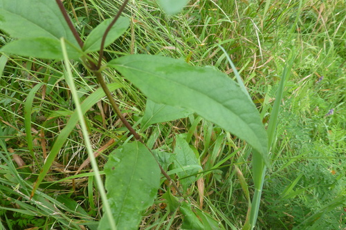 Image of Helianthus giganteus by (c) Sheelagh Halsey, some rights reserved (CC BY)