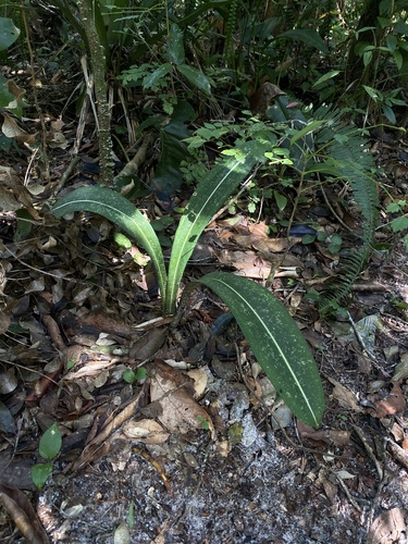 Hippeastrum reticulatum