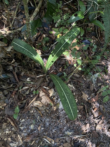 Hippeastrum reticulatum